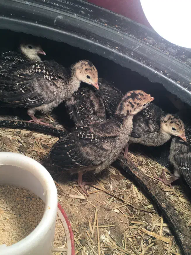 لاری وایام سمانی وجوجه|حیوانات مزرعه|شیراز, وزیرآباد|دیوار