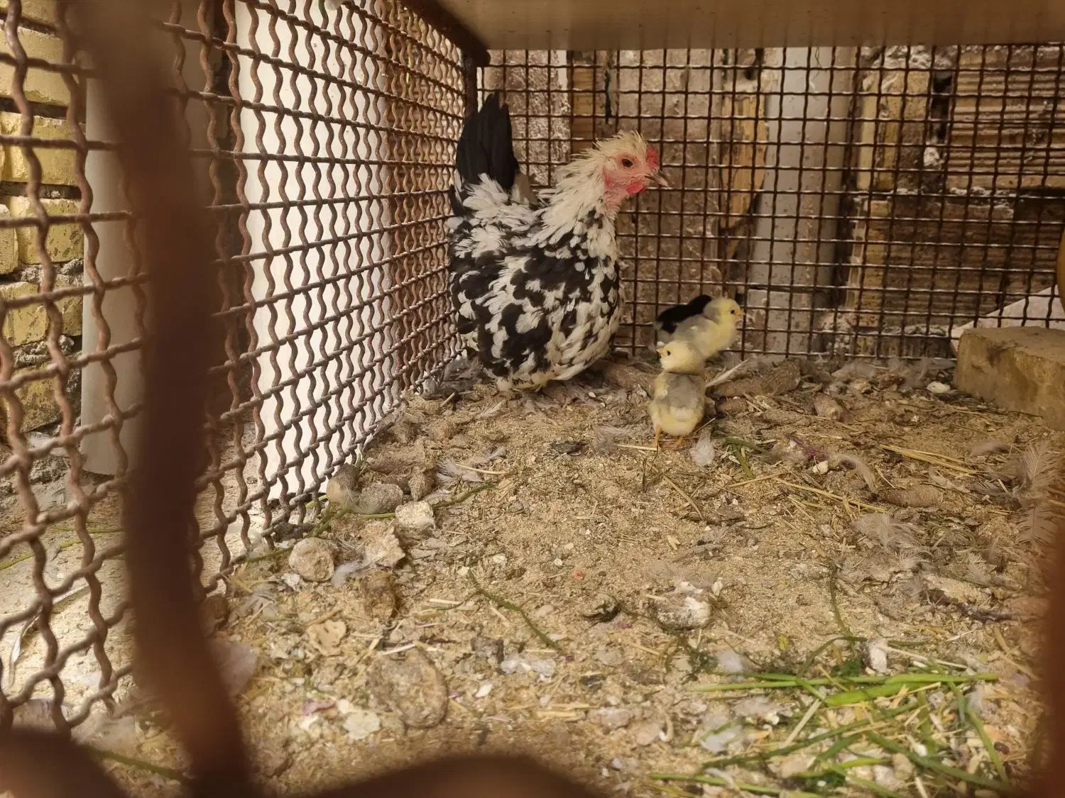 مرغ گلین کپ کرچ با جوجه|حیوانات مزرعه|برخوار, |دیوار