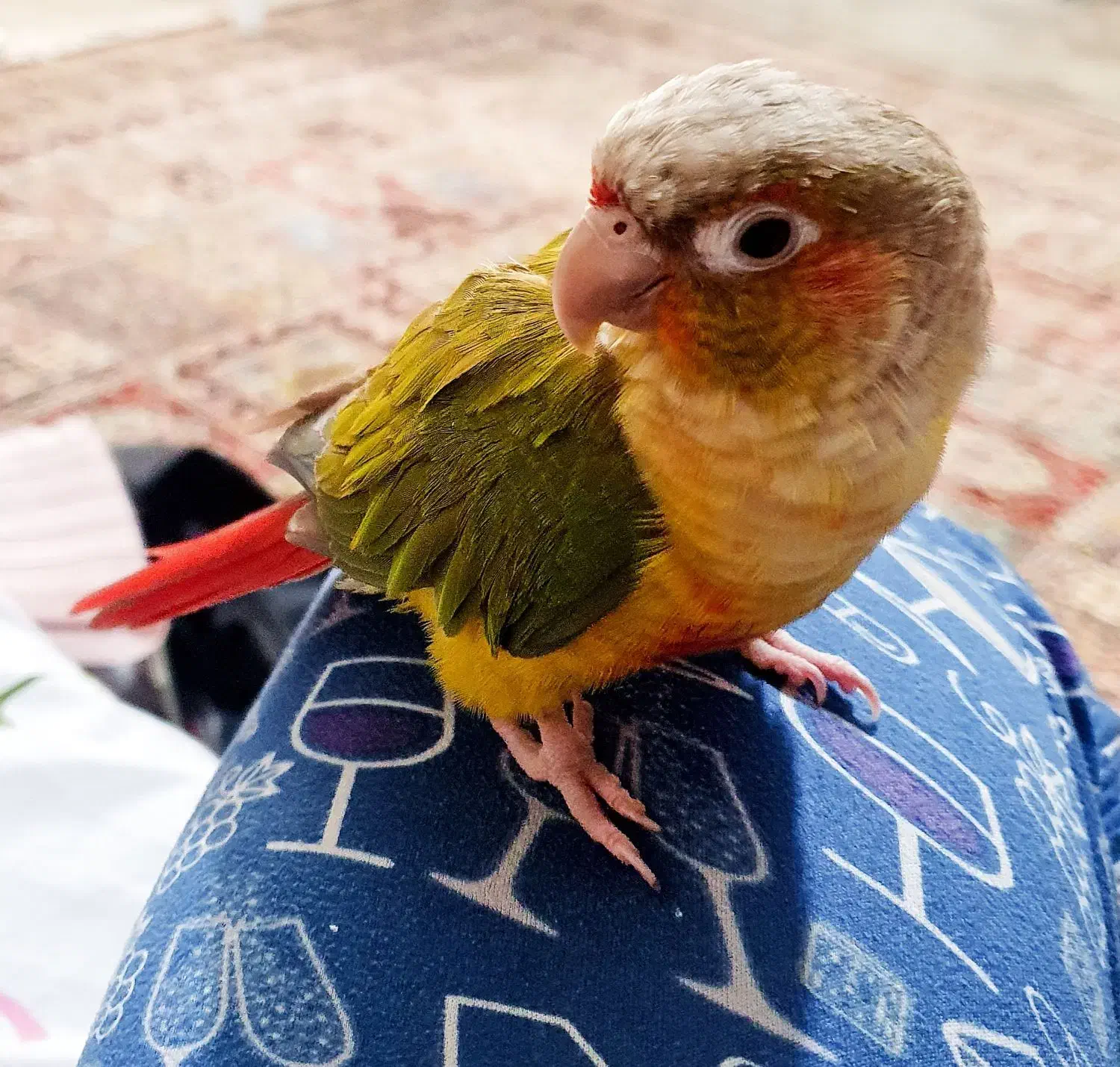 گمشده|پرنده|شاهین‌شهر, حافظ شمالی|دیوار