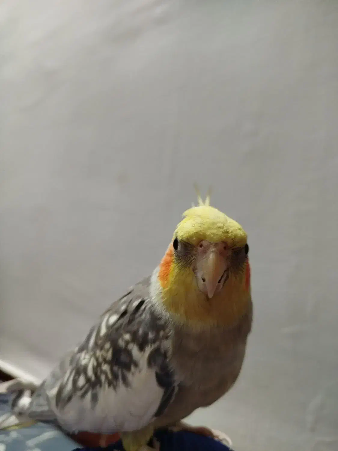 جفت عروس هلندی|پرنده|پاکدشت, حصار امیر|دیوار