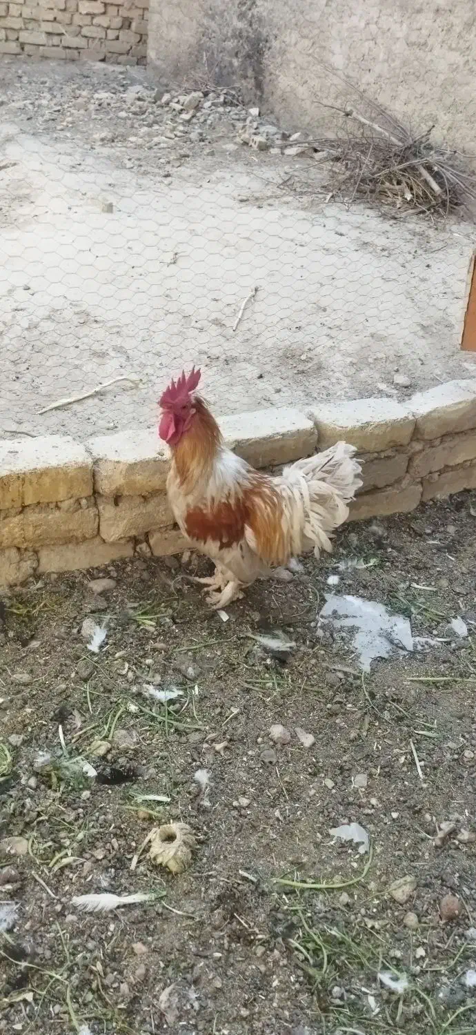 خروس|حیوانات مزرعه|فلاورجان, |دیوار