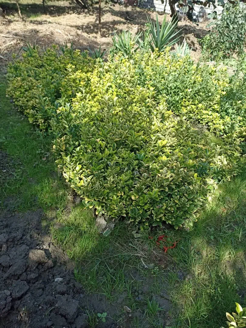 فروش شمشادهای طلایی یا ابلق، همیشه سبز، سیکاس و.|گل و گیاه طبیعی|نشتارود, |دیوار