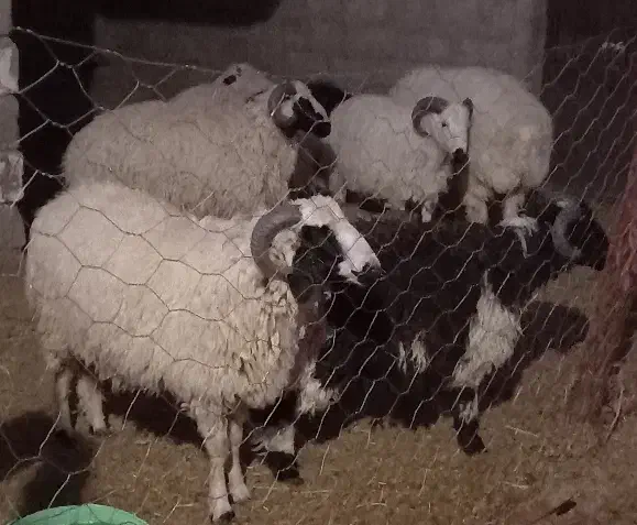 بره نر|حیوانات مزرعه|بافت, |دیوار