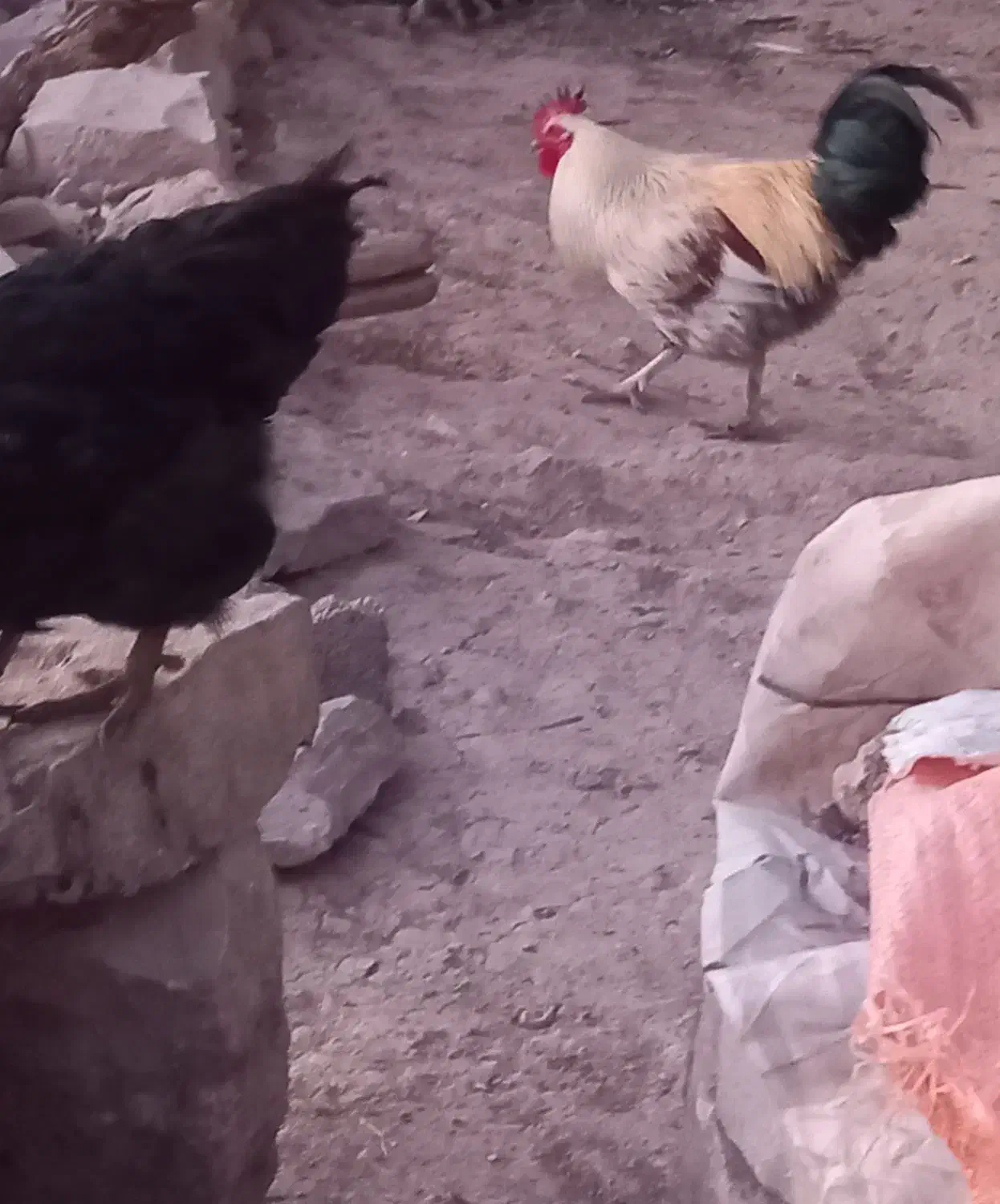 خروس محلی|حیوانات مزرعه|لالی, |دیوار