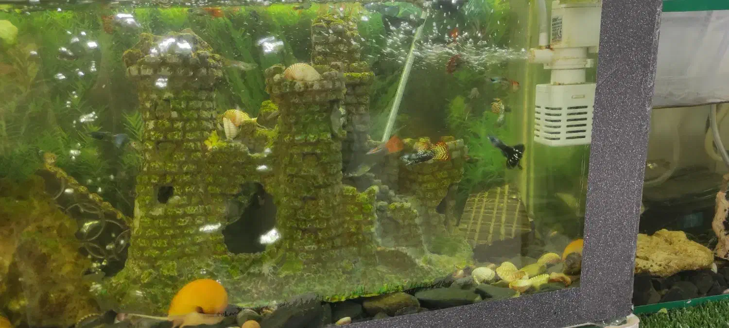 ماهی گوپی(گپی)|ماهی|کرمانشاه, |دیوار