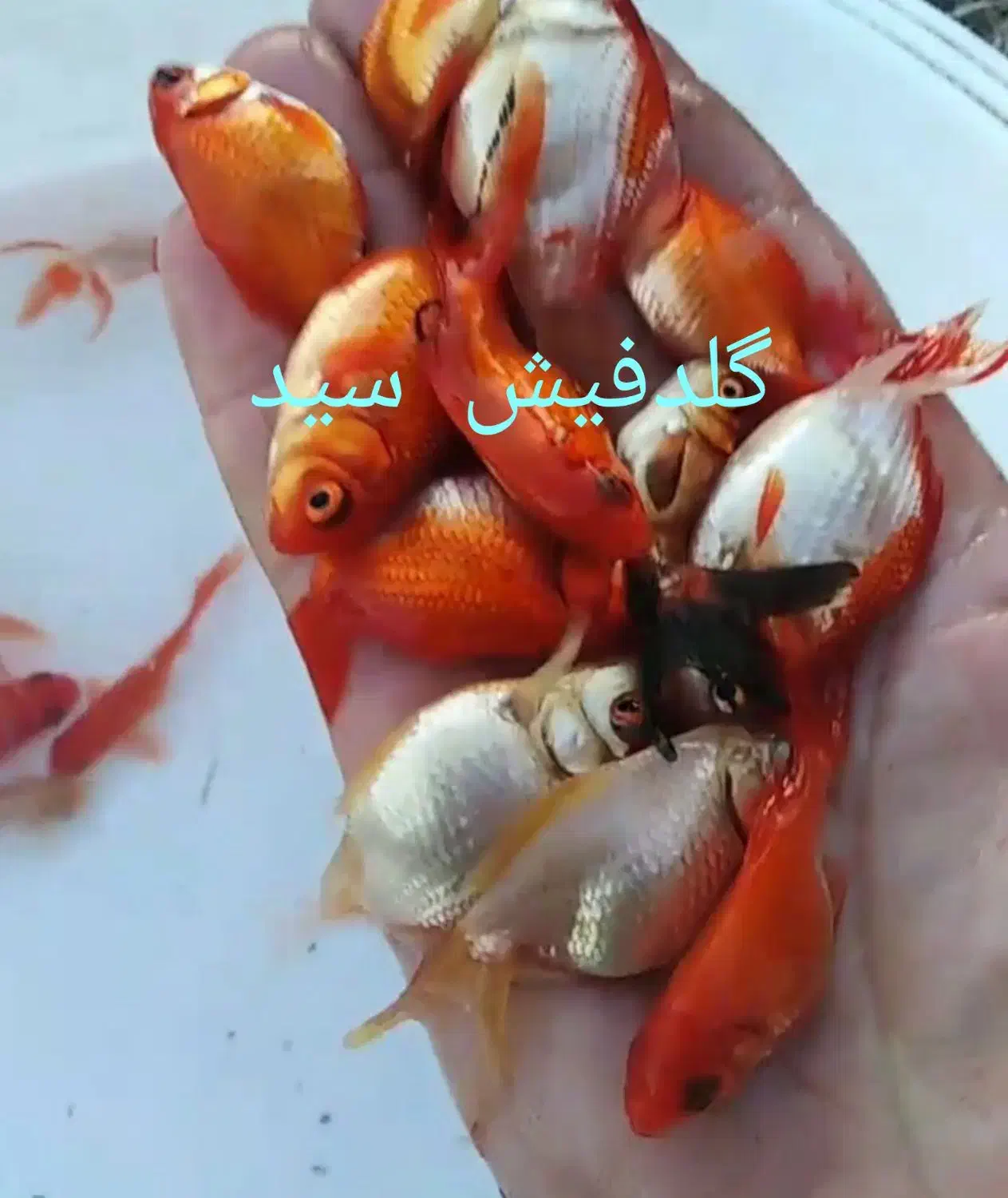 ماهی قرمز|ماهی|قره چای, |دیوار