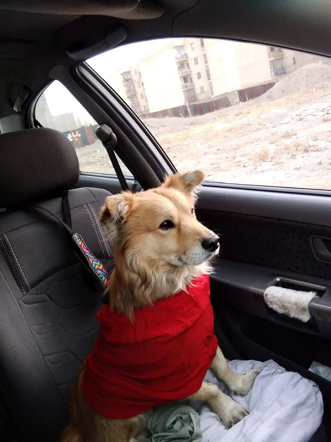 سگ .نر|سگ|فردیس, شهرک وحدت|دیوار