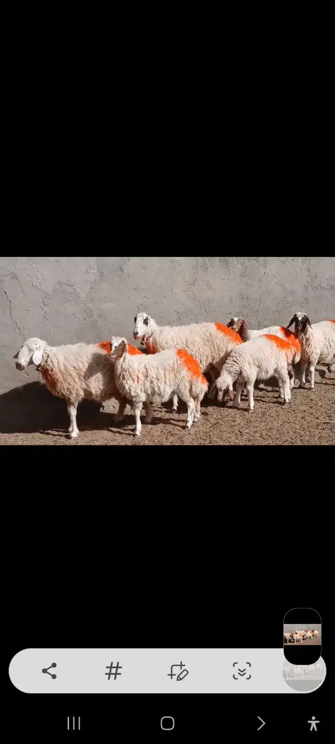 میش جملی|حیوانات مزرعه|کاشمر, |دیوار