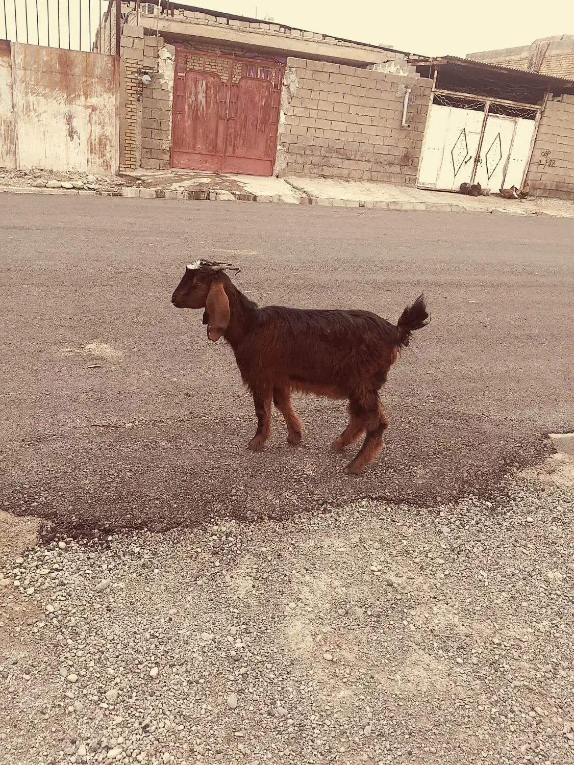 بیگ بز بره|حیوانات مزرعه|دزفول, |دیوار