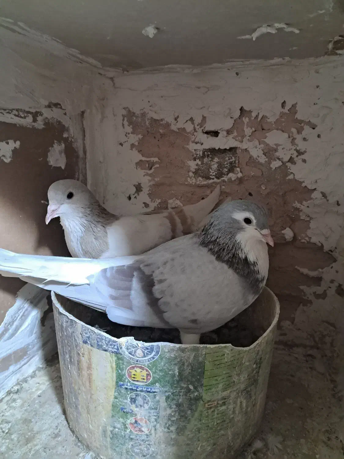 ساده فولادی|پرنده|سبزوار, همت|دیوار