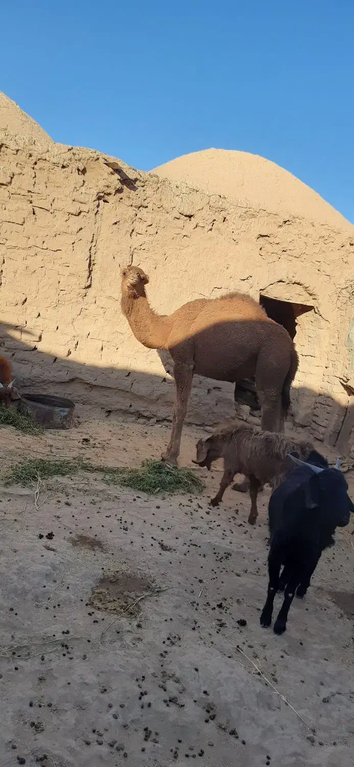 حق بلبون|حیوانات مزرعه|جلگه ماژان, |دیوار