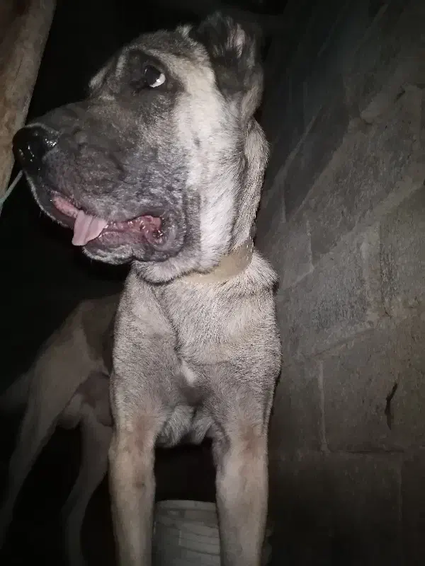 جفت سراب|سگ|مرودشت, رامجرد یک|دیوار