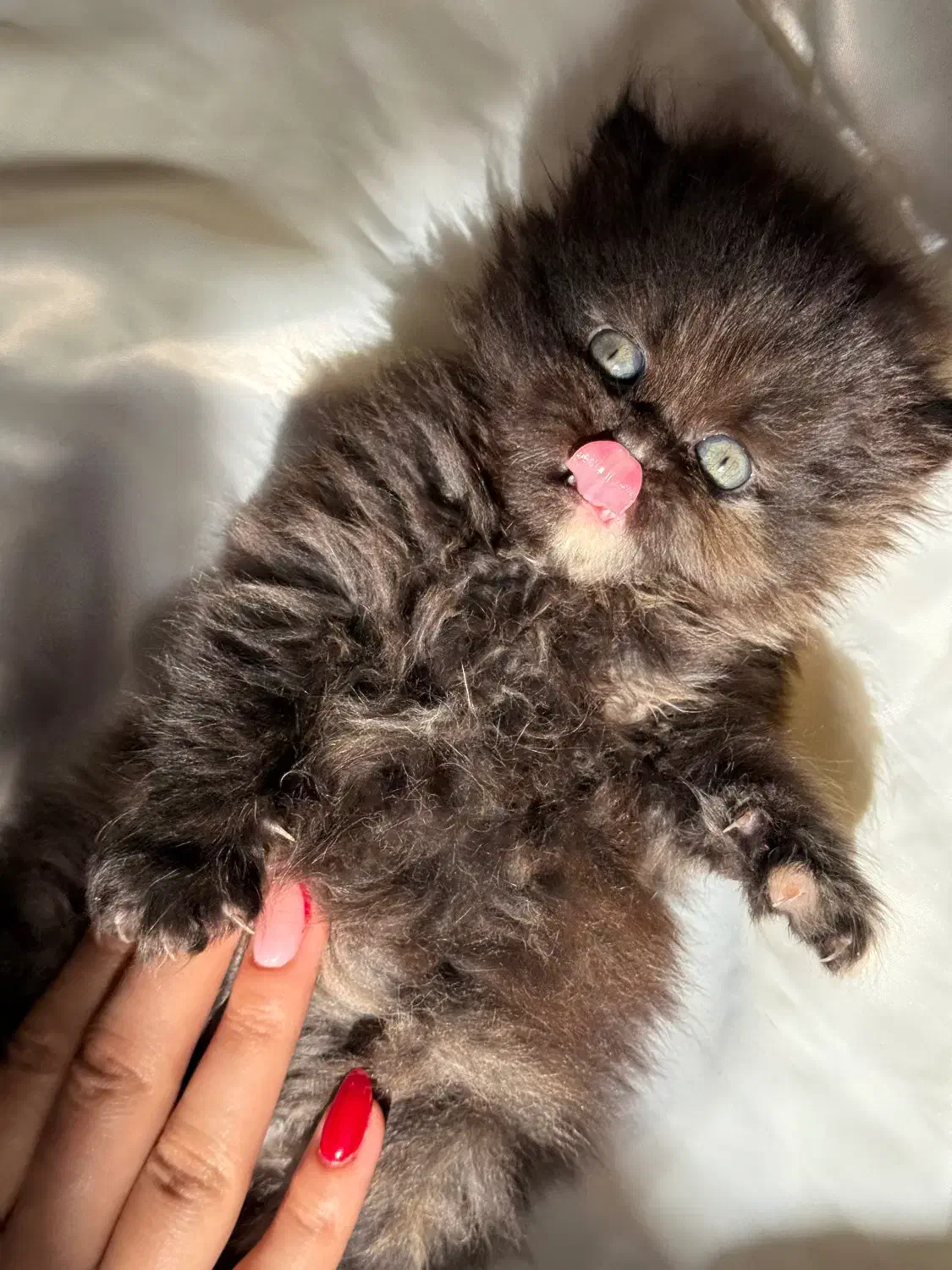 گربه پرشین|گربه|اهواز, بهارستان|دیوار