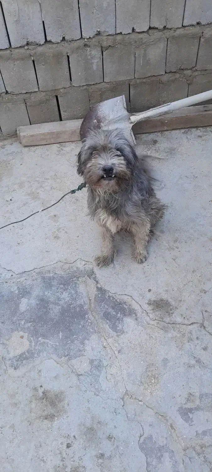 فروشی|سگ|قشم, |دیوار