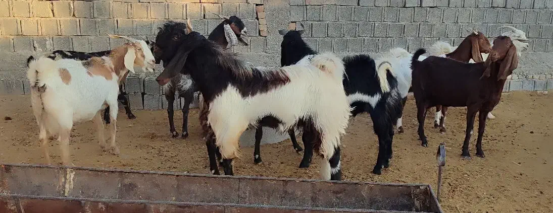 فروش تعداد ۱۵ بز پاکستانی به همراه کهره|حیوانات مزرعه|خرامه, |دیوار