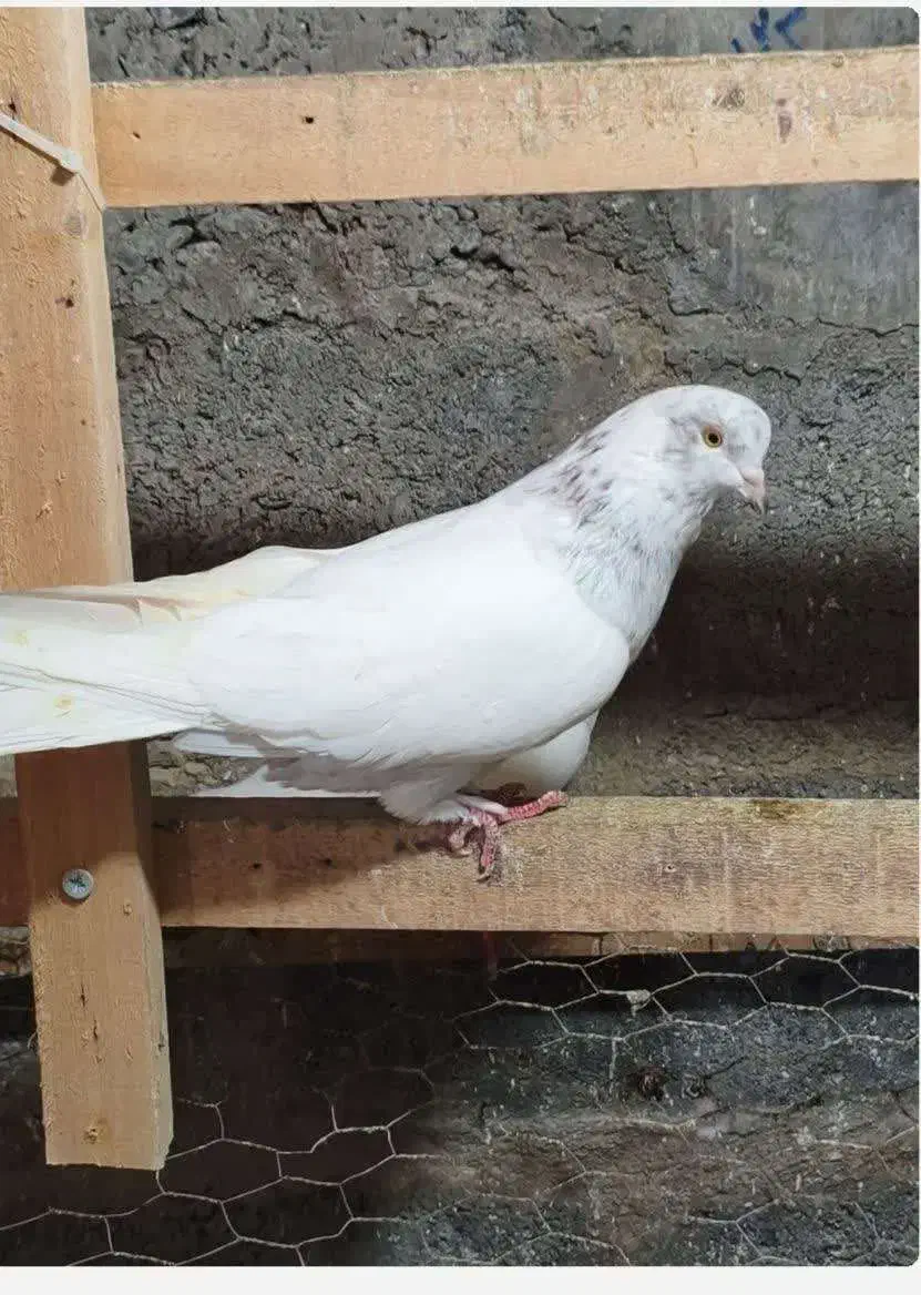 کبوتر گم شده|حیوانات|رشت, دیانتی|دیوار