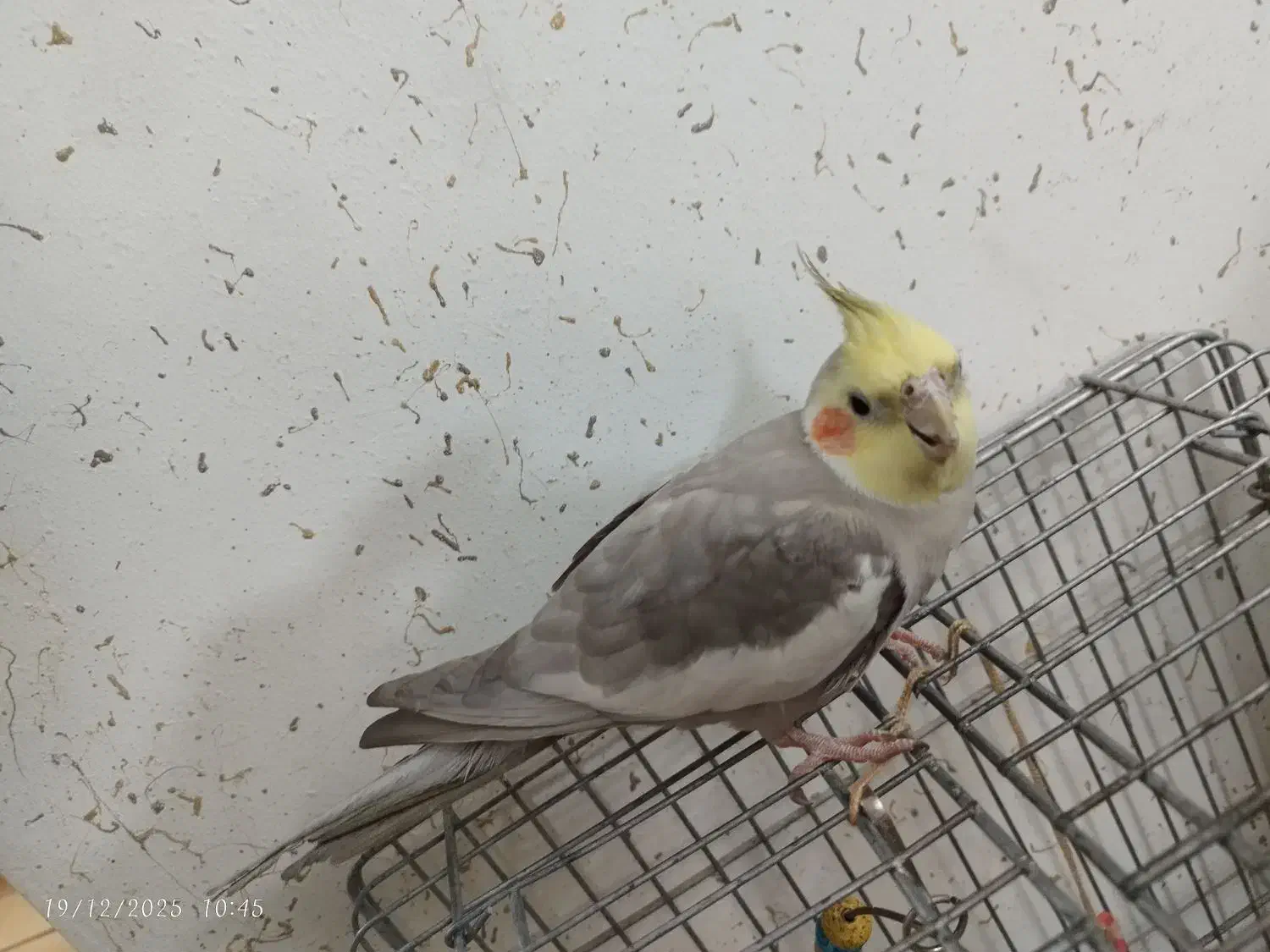 عروس هلندی نر|پرنده|ری, شهید بهشتی|دیوار