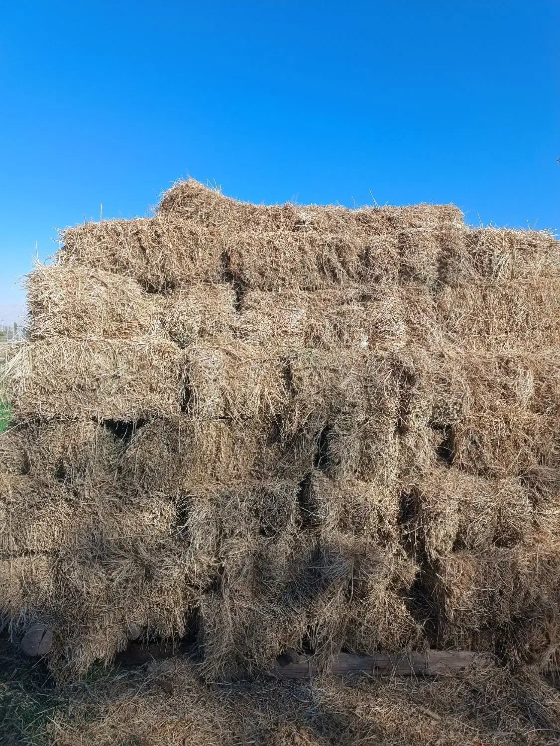 یونجه|لوازم جانبی حیوانات|ایواوغلی, |دیوار