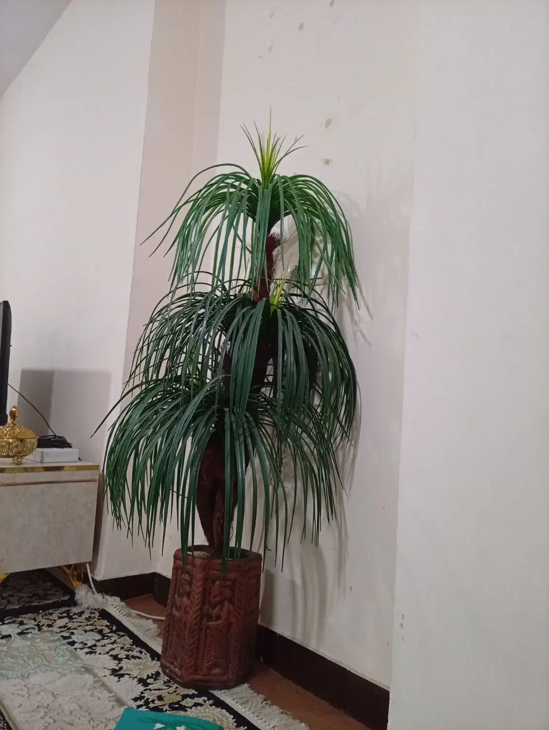 نخل زیبا|گل و گیاه طبیعی|یاسوج, |دیوار