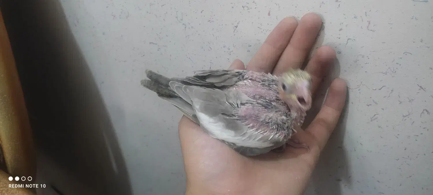 جوجه عروس هلندی|پرنده|اسلام‌شهر, مسکن مهر اسلاشهر (شهرک امام خمینی)|دیوار