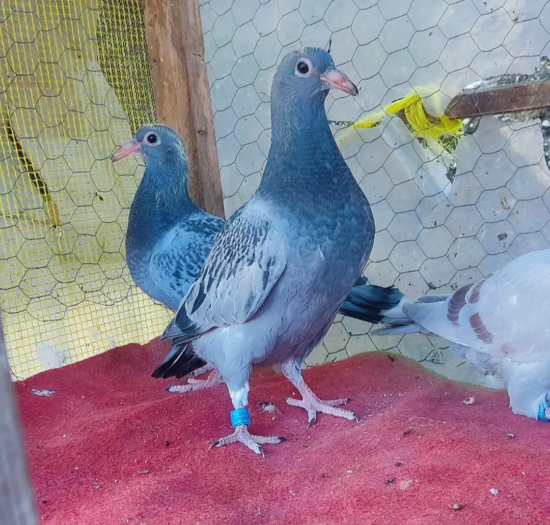 جوجه پلاکی ،کفتر،یا همون کبوتر،مسافتی|پرنده|چالوس, |دیوار