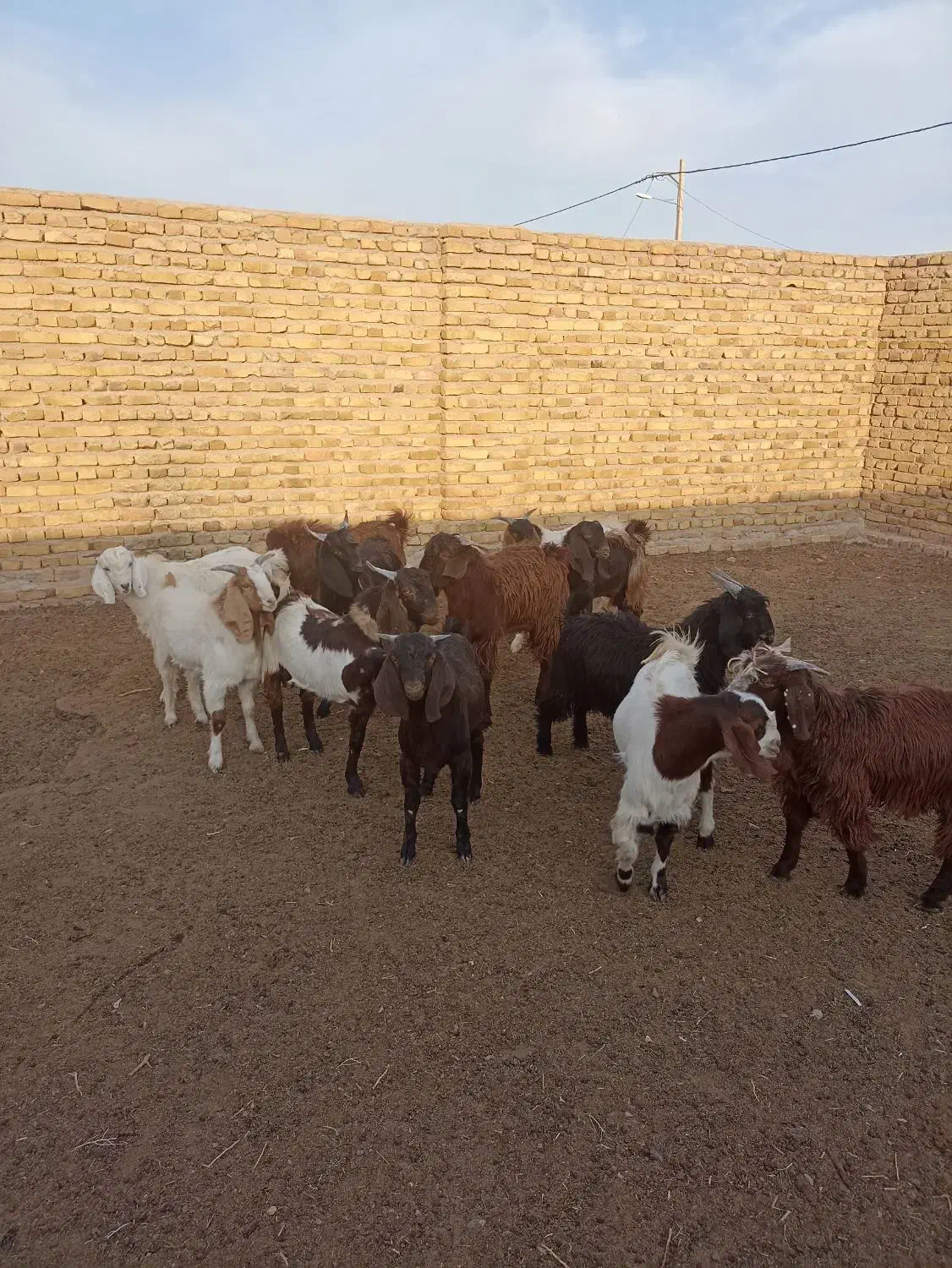9راس بزغاله نر چاق|حیوانات مزرعه|رشتخوار, |دیوار