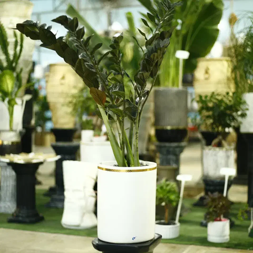 گل طبیعی در گلخونه|گل و گیاه طبیعی|پردیس, شهرک صنعتی خرمدشت فاز ۷|دیوار