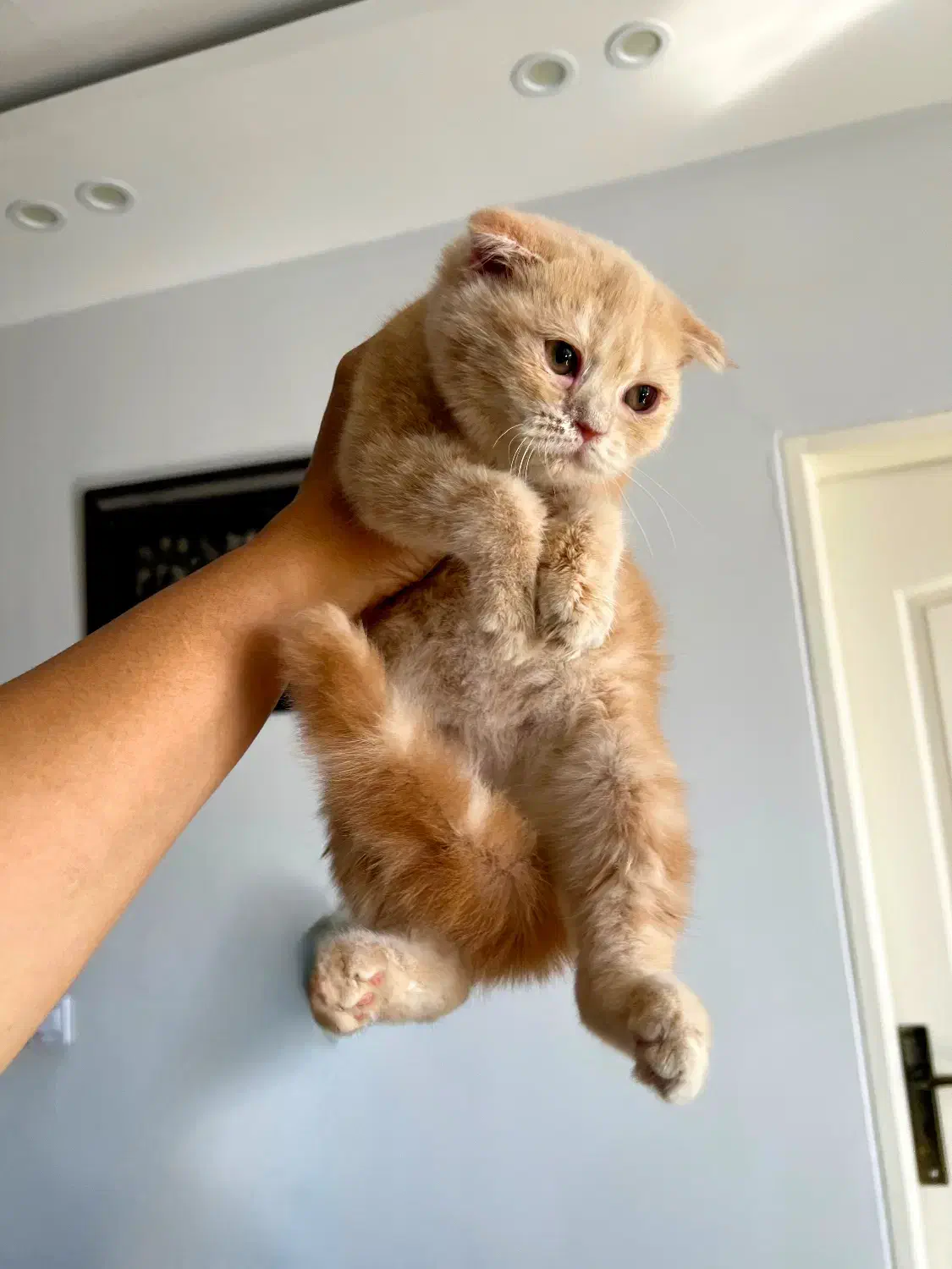 اسکاتیش کرم طلایی|گربه|کرج, فاز ۱ مهرشهر|دیوار