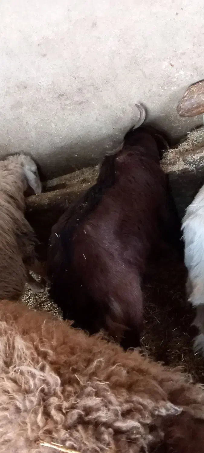 نر بز|حیوانات مزرعه|گرمخان, |دیوار