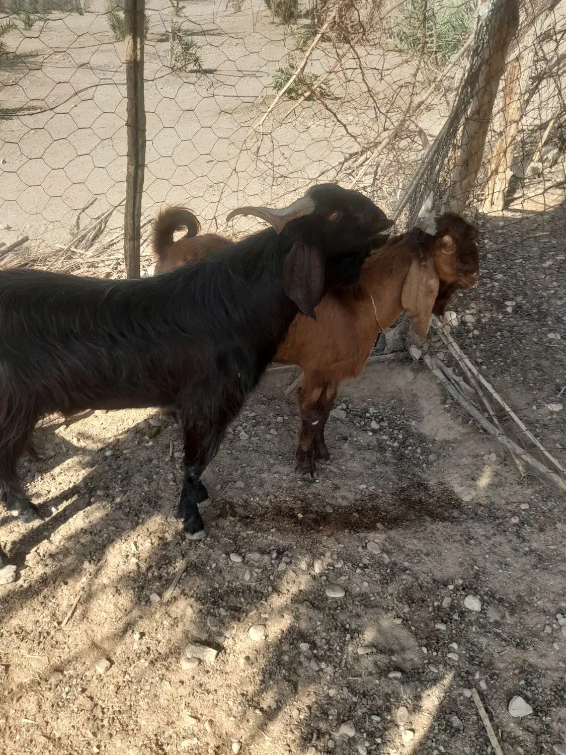 باسلام  2  راس چپش نر یکیش 2 ساله یکیش 7 ماهه|حیوانات مزرعه|افزر, |دیوار