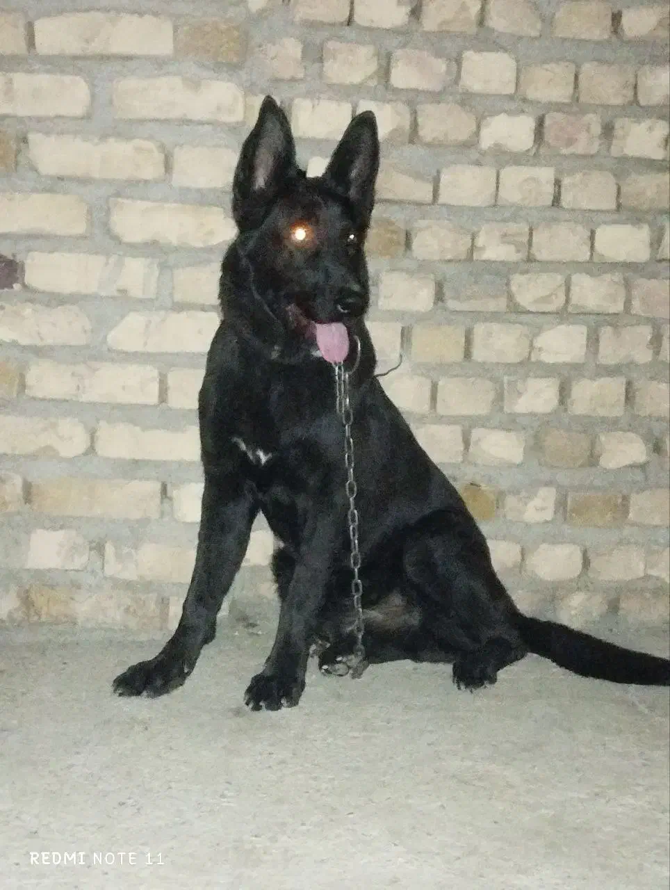 سگ نگهبان هوشیار و قوی، مناسب نگهبانی و محافظت|سگ|بردسکن, |دیوار