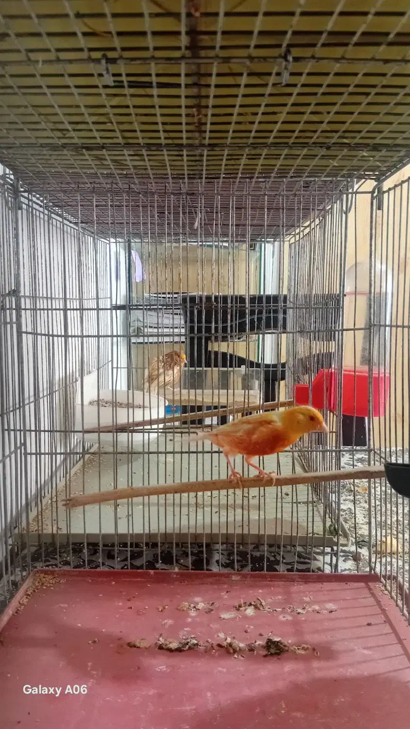 قناری موزاییکی فایو نژاد دار معاوضه با سهره|پرنده|کبودرآهنگ, |دیوار