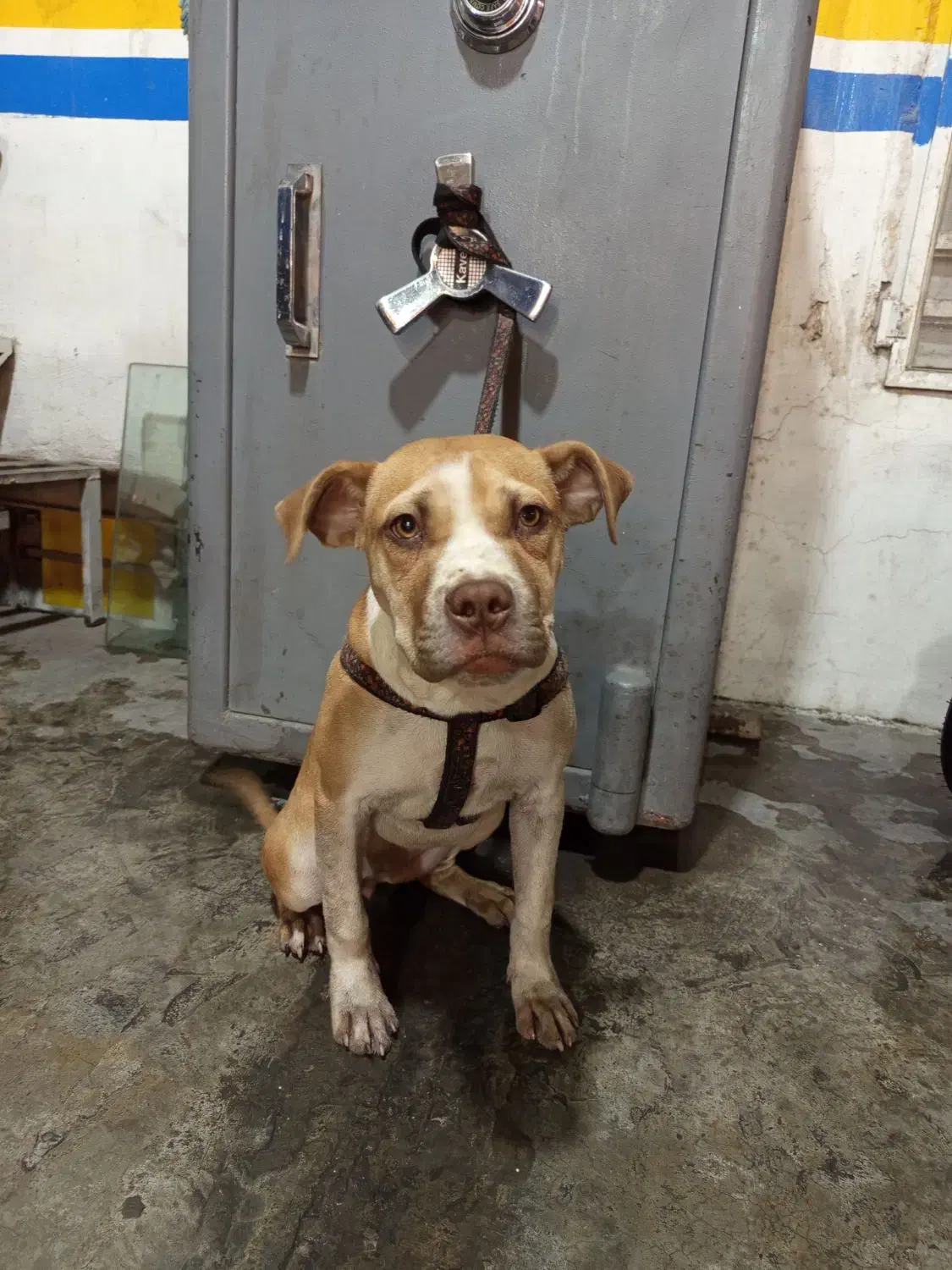 سگ پیتبول|سگ|کرج, شهرک جهان آرا|دیوار