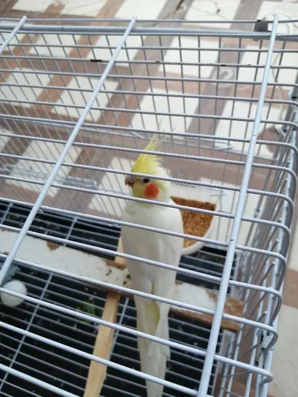 عروس هلندی نر|پرنده|گالیکش, |دیوار