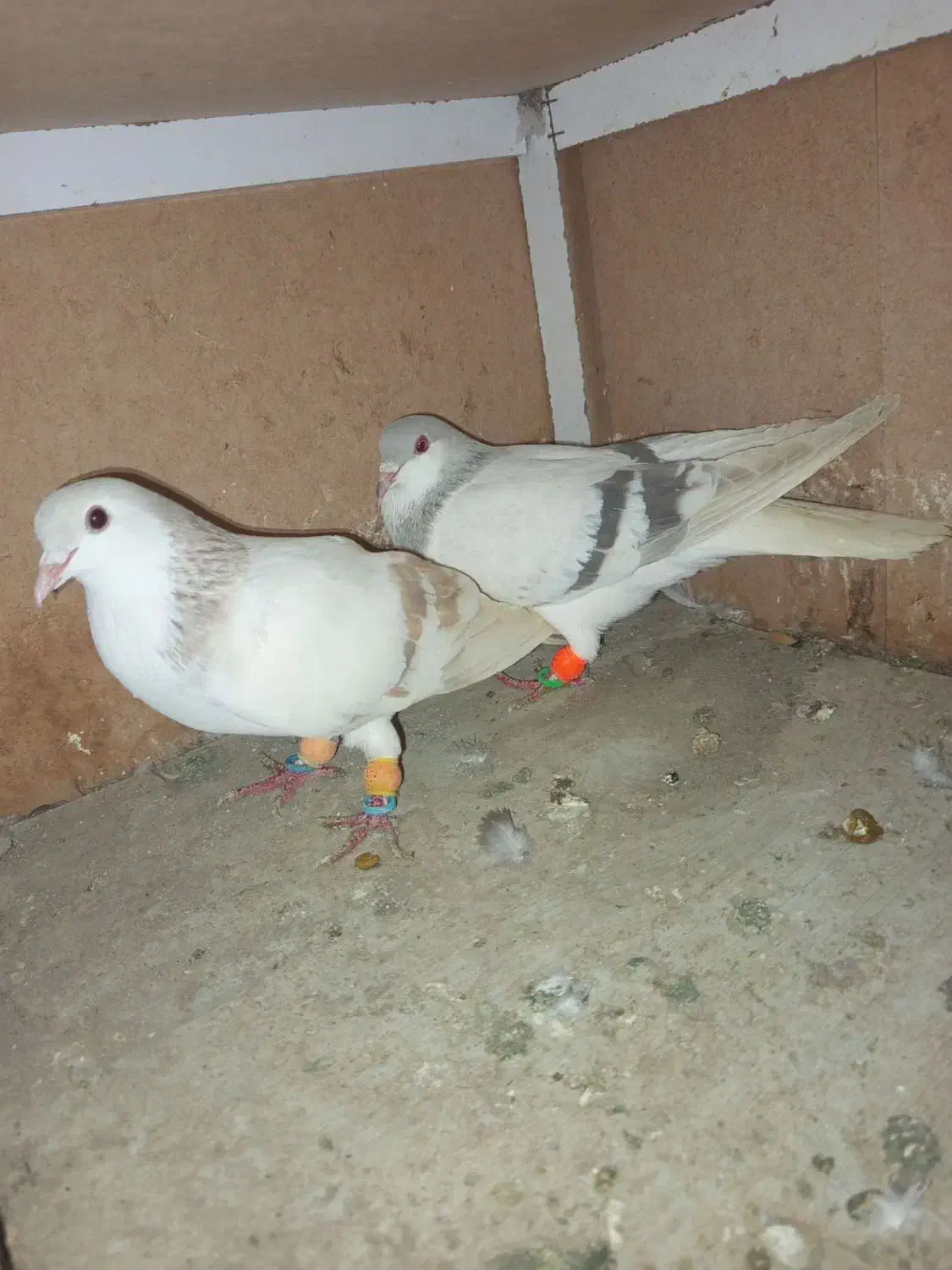 کبوتر کفتر رنگی مناسب|پرنده|مشکین‌دشت, |دیوار