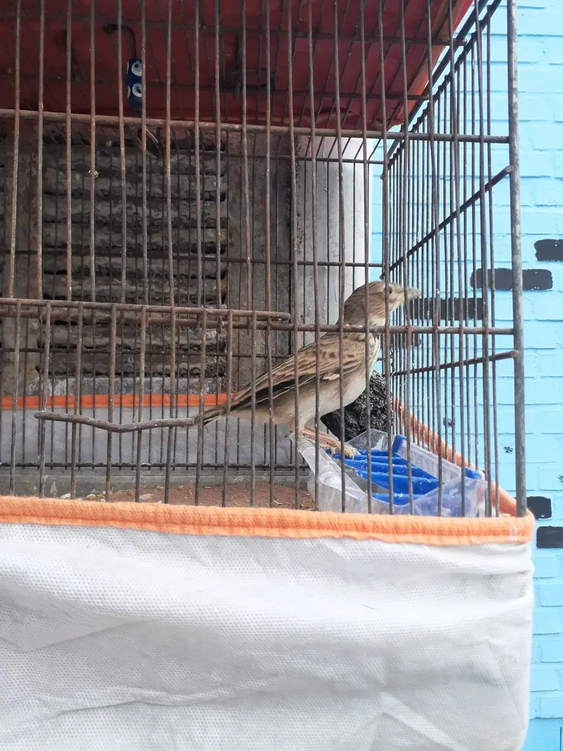 پرنده زیبا خوش اواز|پرنده|قرچک, زیبا شهر|دیوار