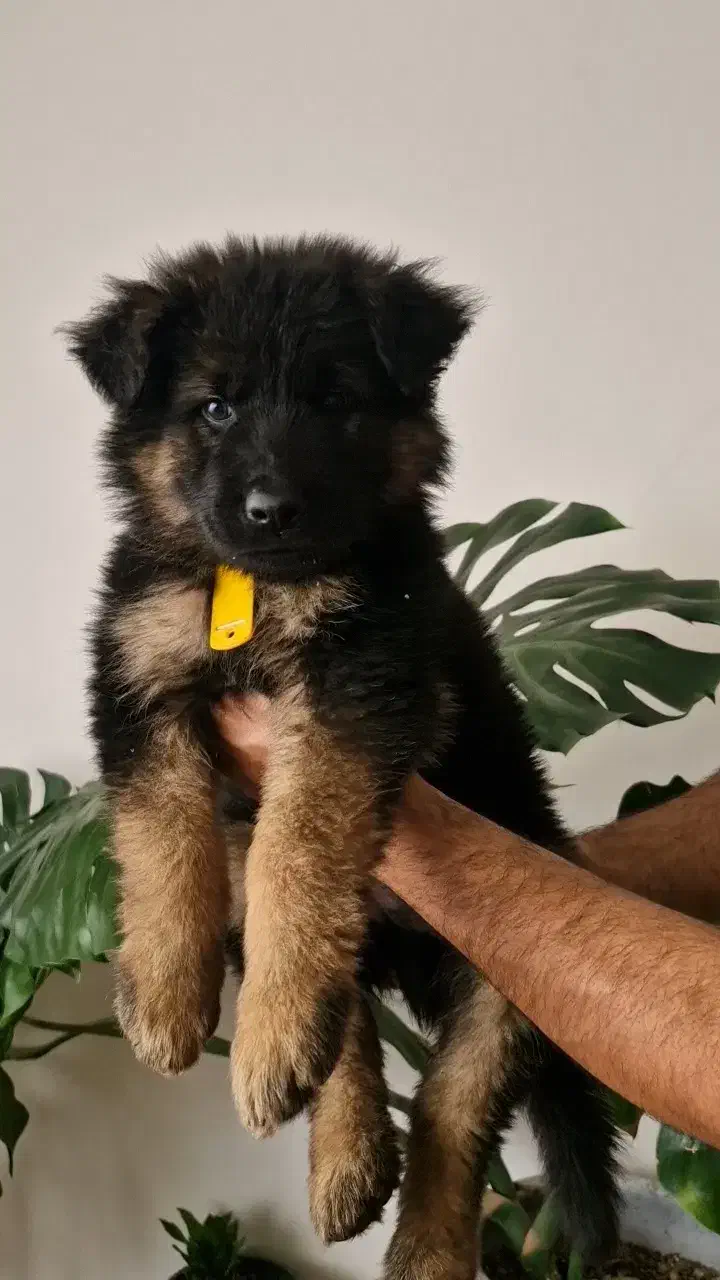 توله ژرمن شپرد اصیل.واکسن و انگل تراپی شده|سگ|مشهد, هنرستان|دیوار