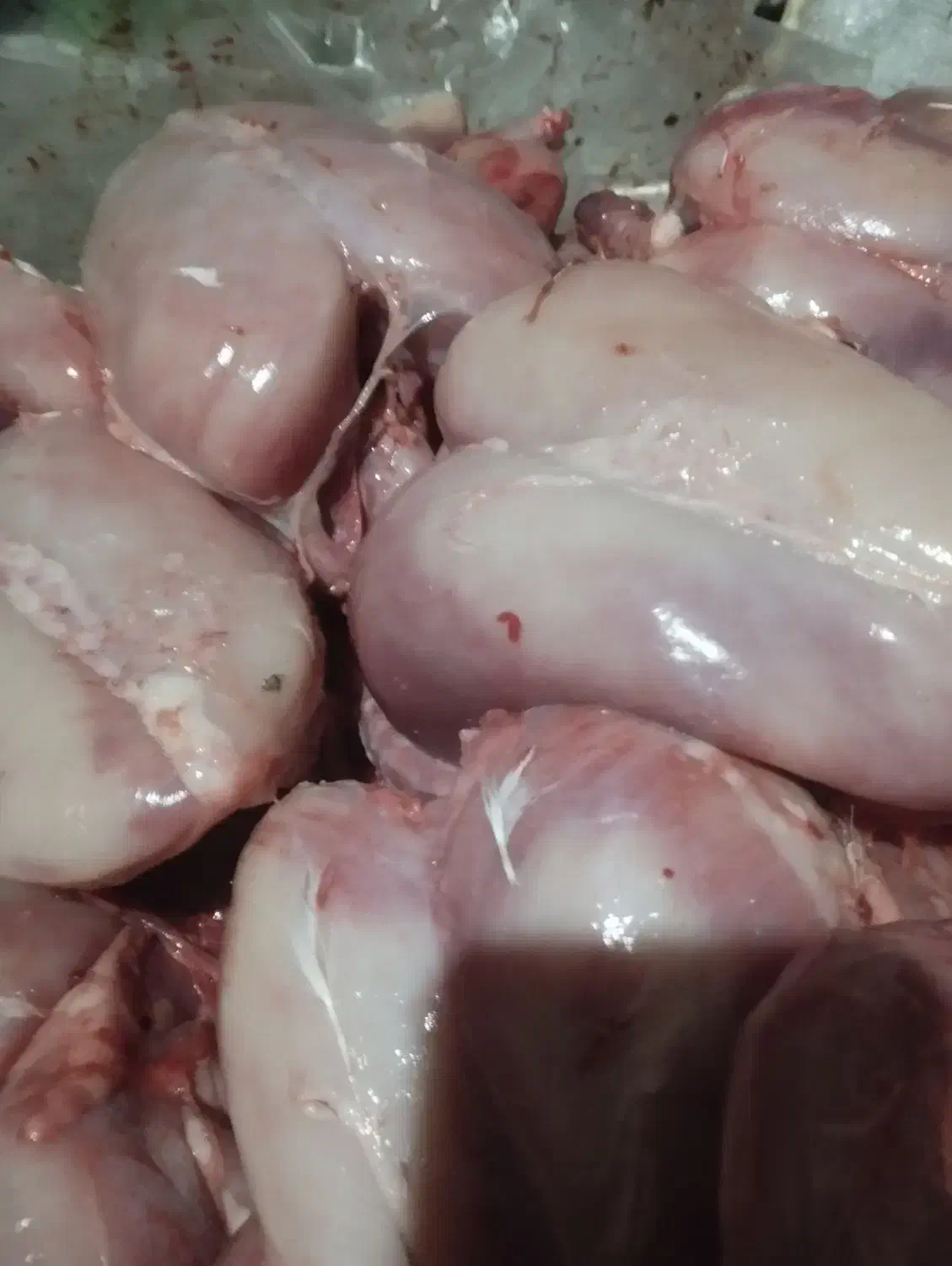 غذای سگ و گربه|لوازم جانبی حیوانات|آق قلا, |دیوار