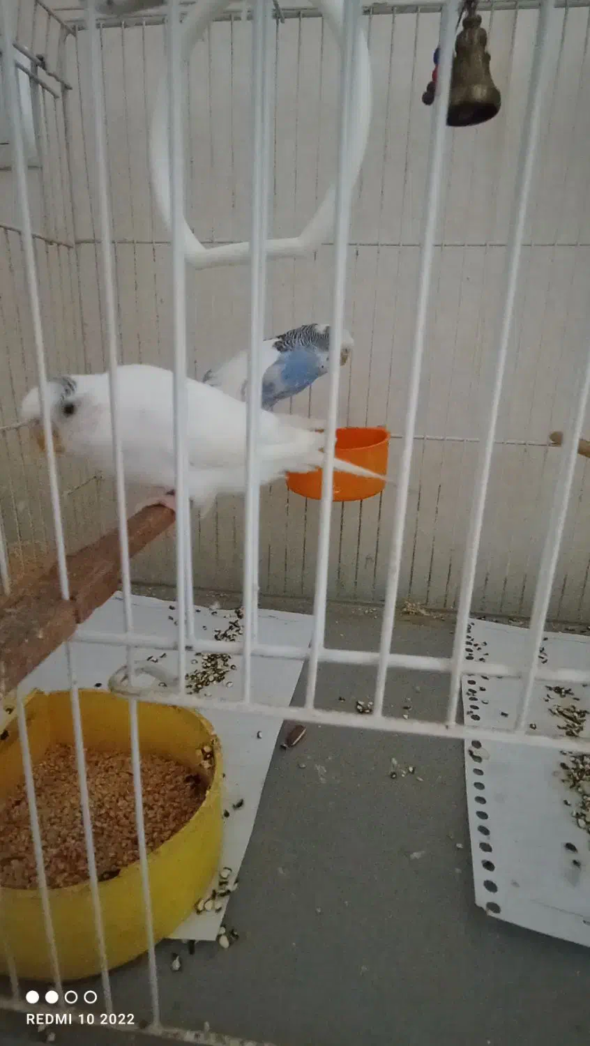 مرغ عشق|پرنده|بیرجند, |دیوار