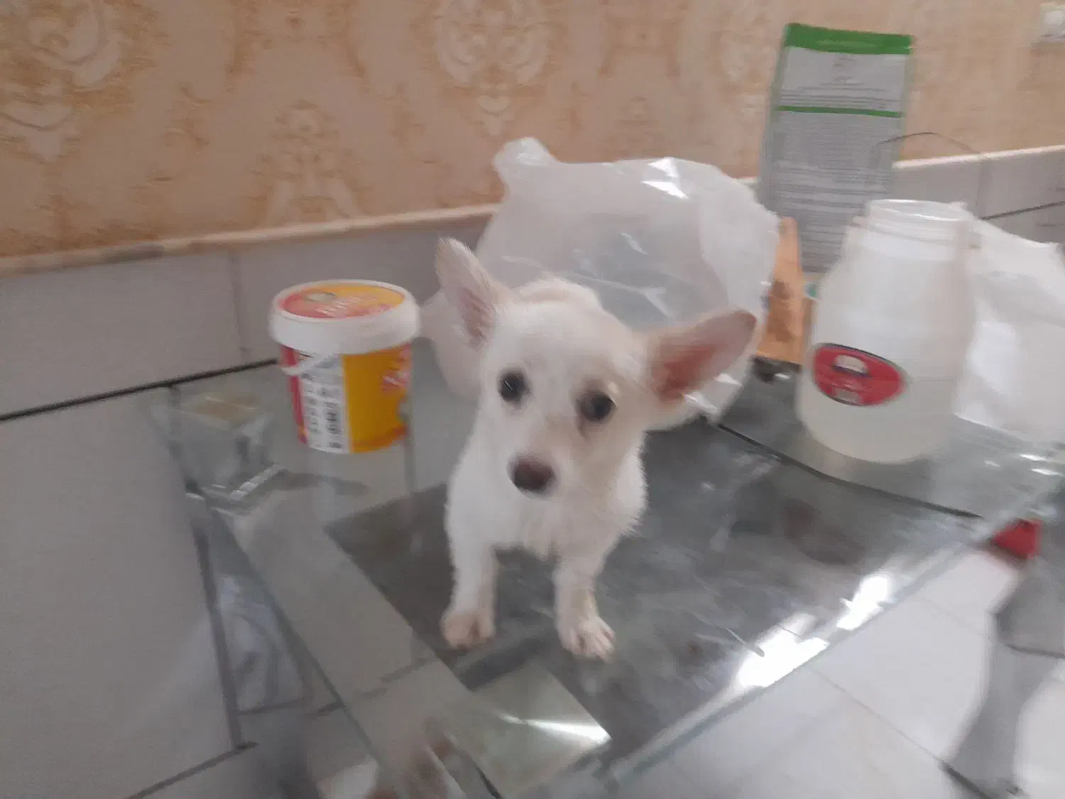 سگ اشپیتز|سگ|کاشان, ولیعصر|دیوار