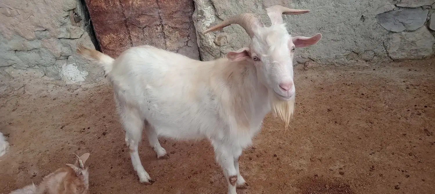 نر بز سانن|حیوانات مزرعه|گرمخان, |دیوار