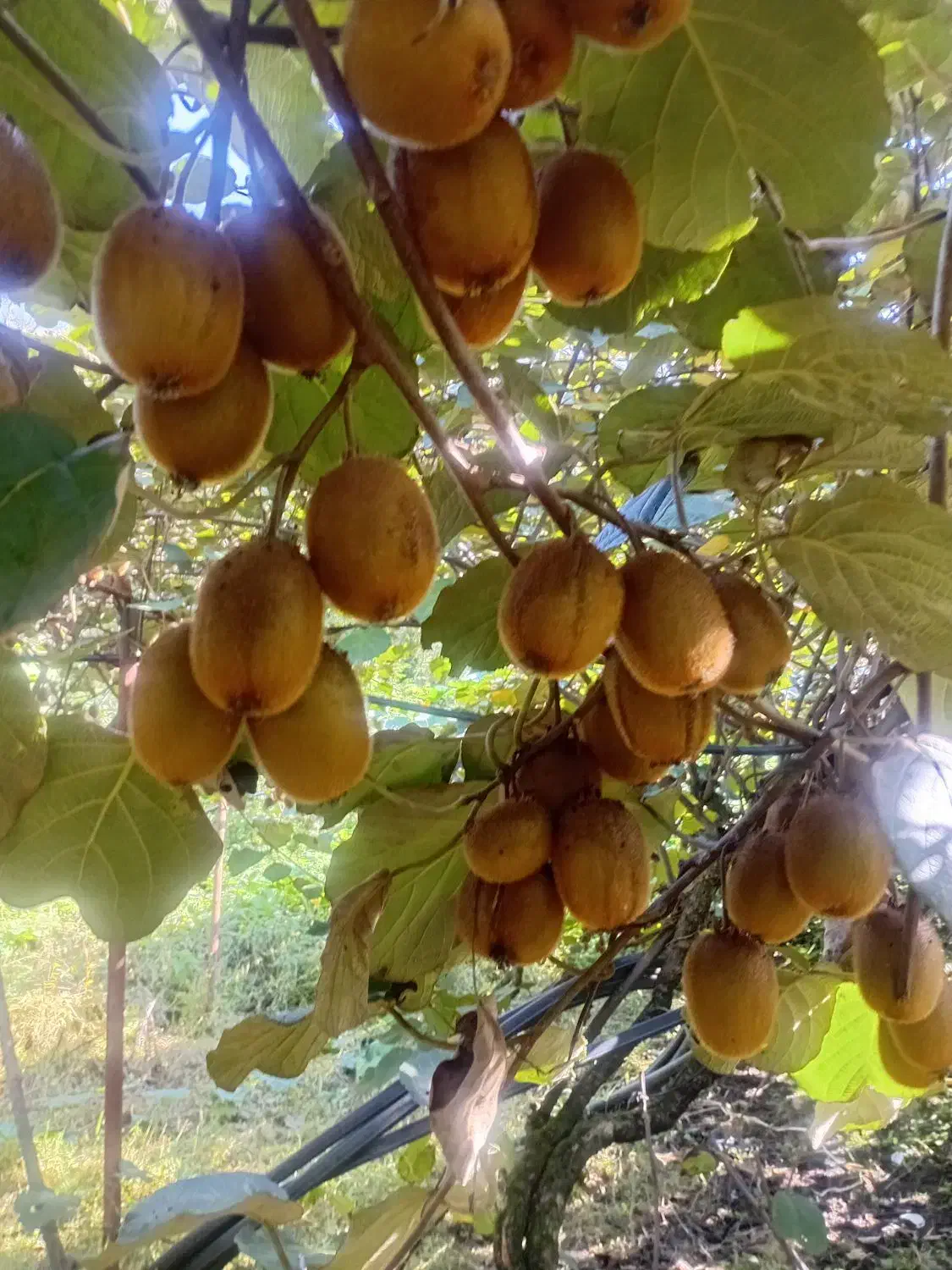 کیوی هاروارد|عمدهفروشی|لاهیجان, لیل|دیوار