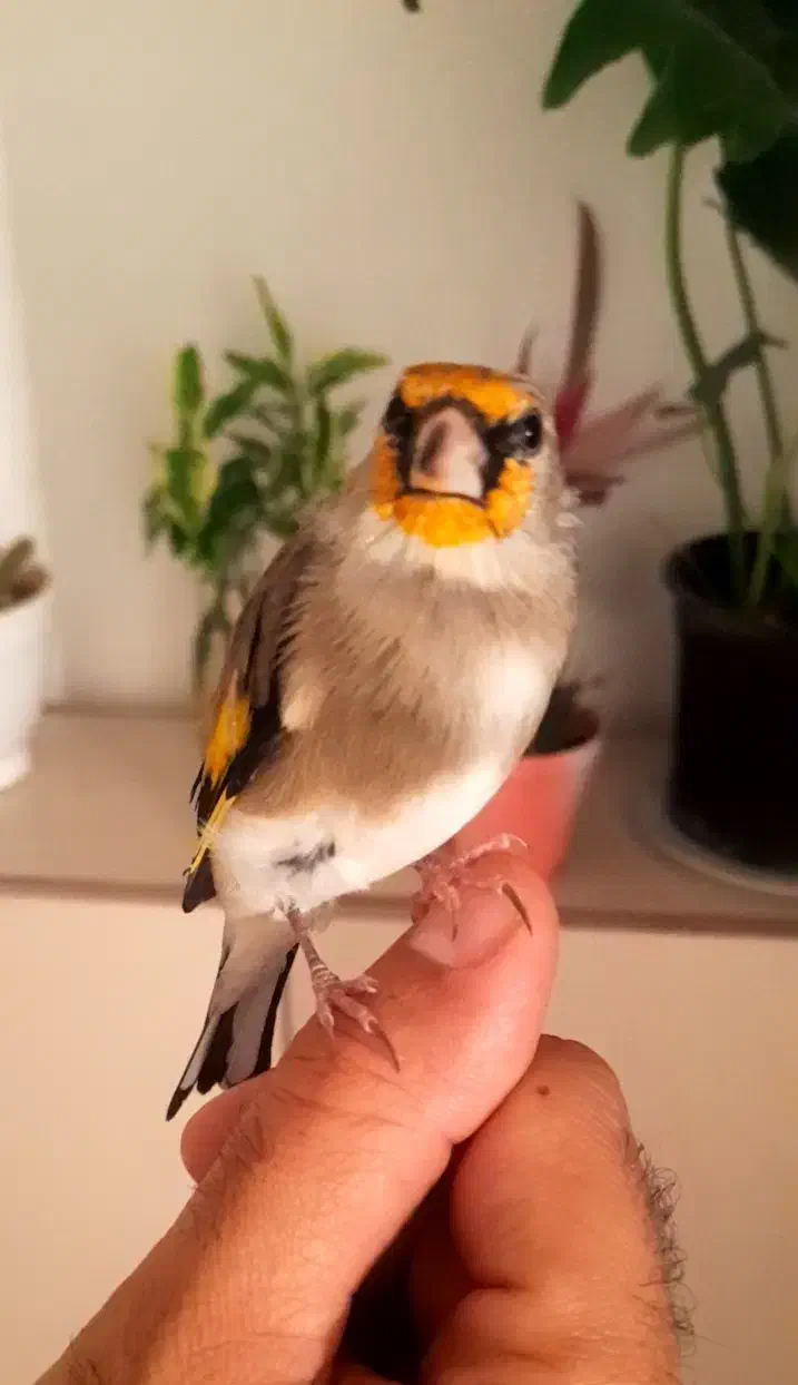 سهره دورگ دست آموز بخان بافیلم بروز|پرنده|تبریز, |دیوار