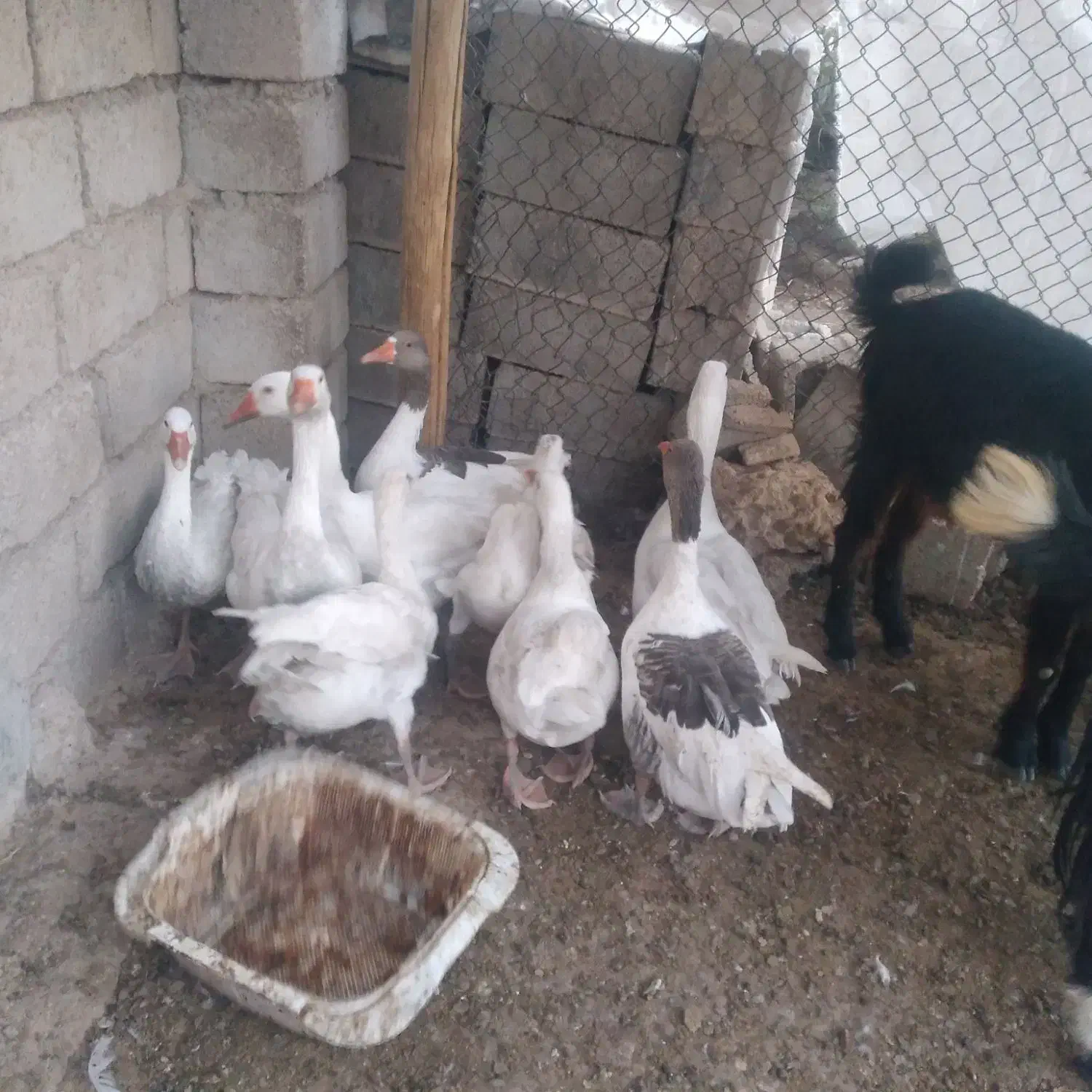 قاز. محلی جوان|حیوانات مزرعه|بهبهان, |دیوار