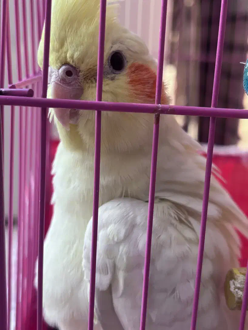 عروس هلندی|پرنده|رامهرمز, |دیوار