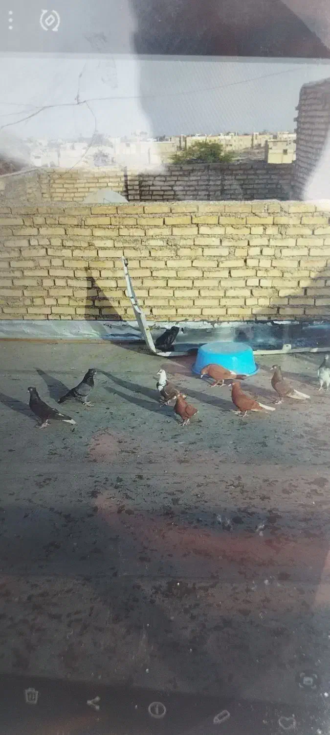 کبوتر|پرنده|خرمشهر, |دیوار