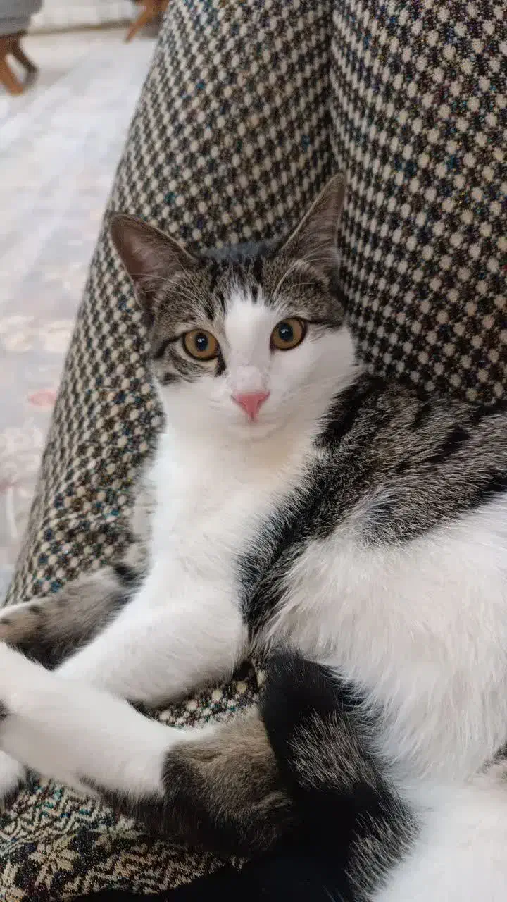 واگذاری گربه خانگی|گربه|بندر انزلی, مسکن مهر|دیوار