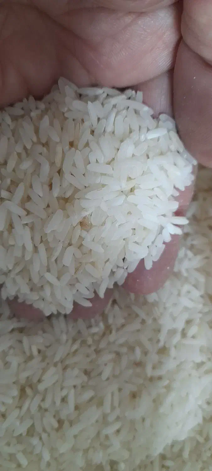 برنج ایرانی|خوردنی و آشامیدنی|اسکو, |دیوار