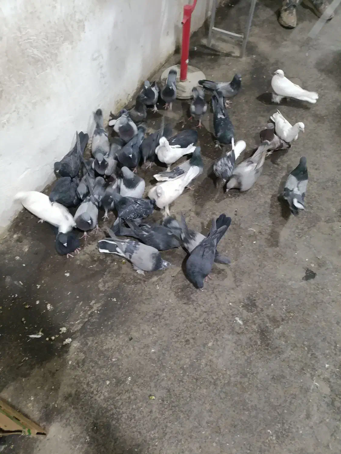 کبوتر گلی|پرنده|شهرکرد, |دیوار