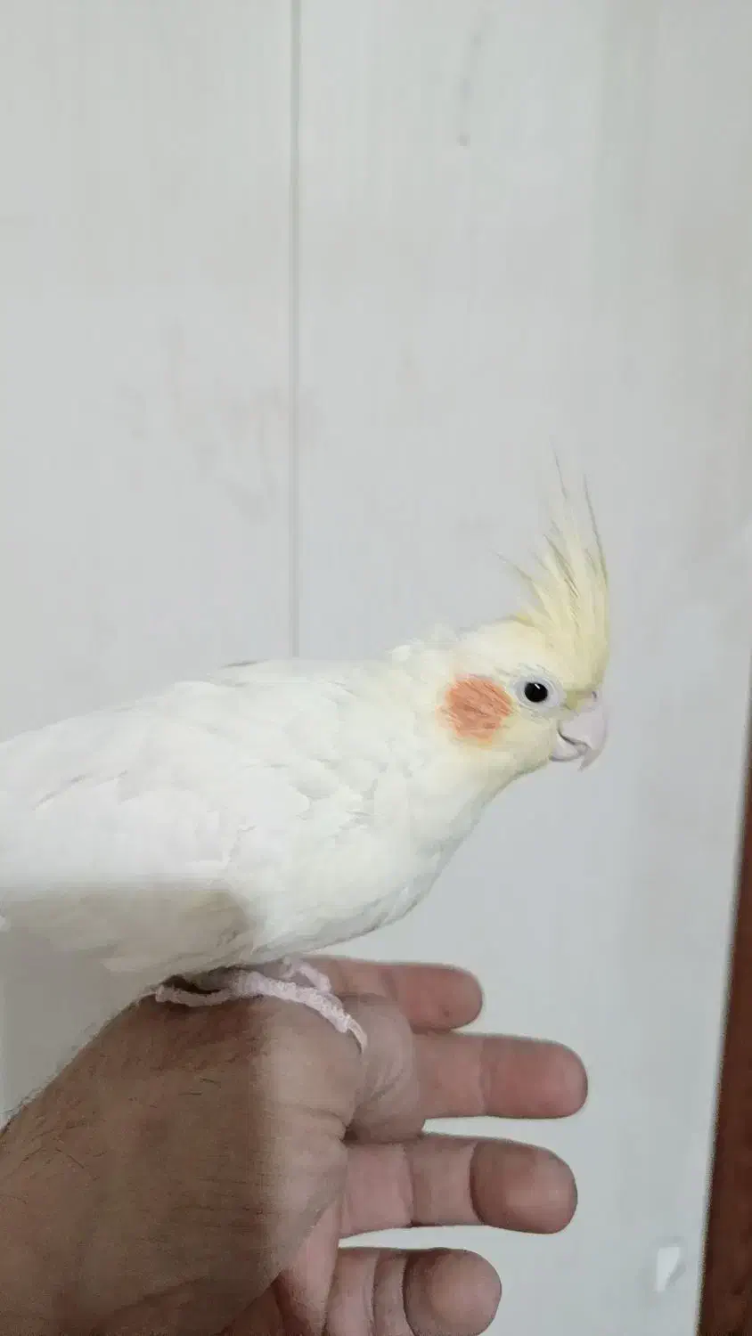 ۳تا طوطی عروس با قفس|پرنده|تهران, کرمان|دیوار